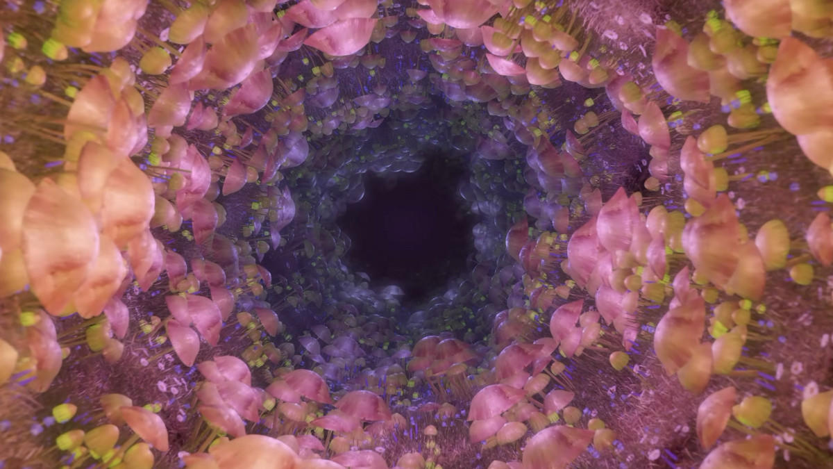 ALLSEEN „FOREST PSYCHEDELIC VISUALS & CHILL MUSIC“